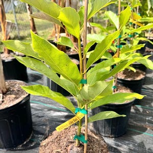 Grafted Brogdon Avocado Tree - Live Plant Ships within a week!!!* No Shipping to CA or HI