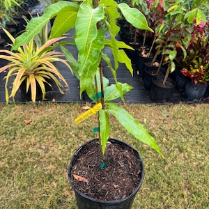 Grafted All Summer Mango Tree - Live Plant Ships within a week!!! No shipping to CA or HI