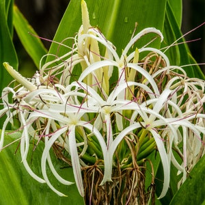 Crinum americanum (6) Rooted Plants!!!! A/k/a swamp liliy Ships within the week!!! No Shipping to CA or HI.