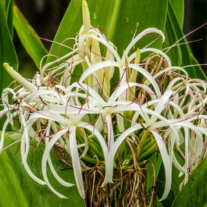 Crinum americanum 6 Rooted Plants A/k/a swamp liliy Same Day Shipping image 1