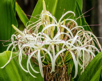 Crinum americanum (6) Rooted Plants!!!! A/k/a swamp liliy Same Day Shipping!!!!*