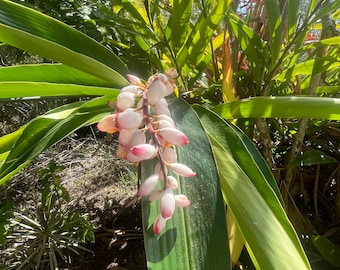 Shell Ginger - Live Plant Same Day Shipping!!!*