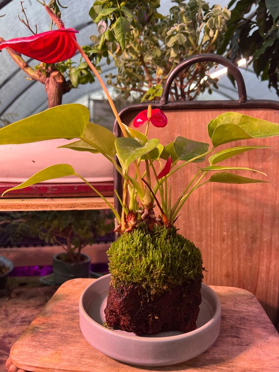 Red Anthurium