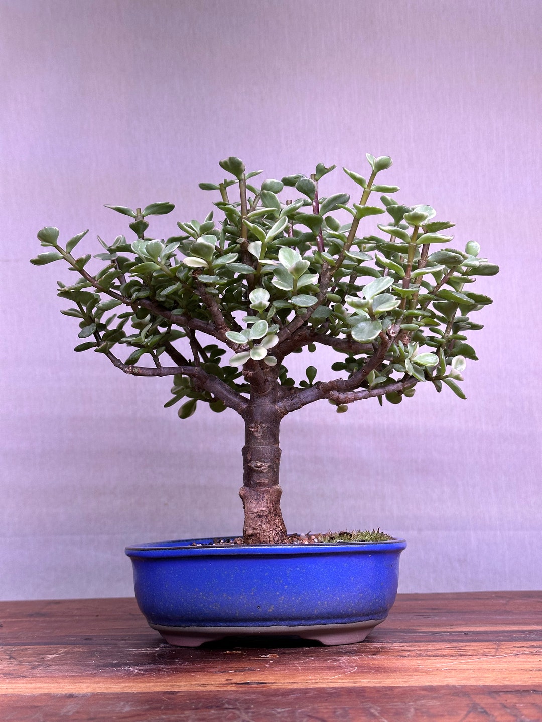 Mini Jade Variegated Bonsai Etsy