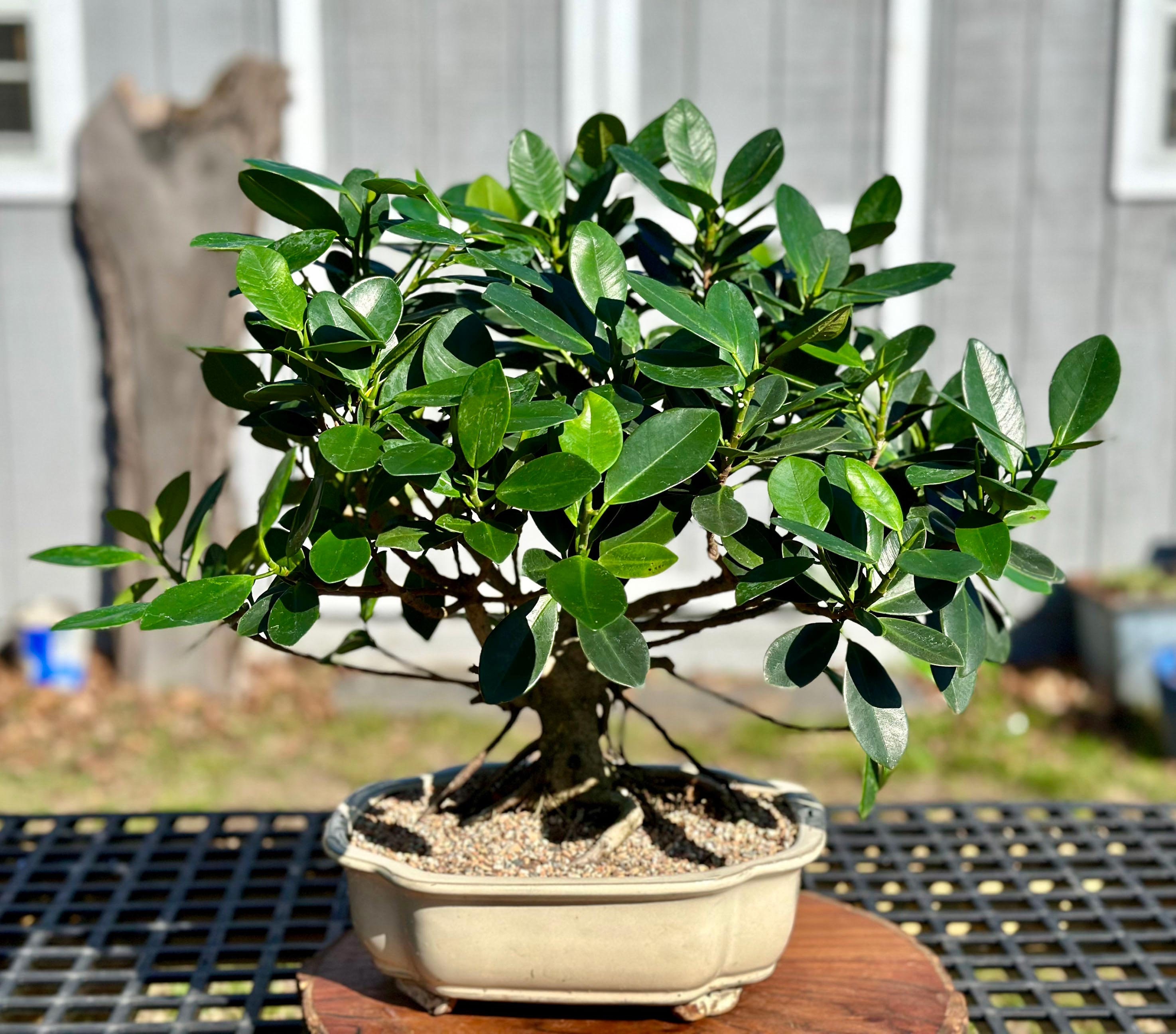 The Beauty of Green Island Ficus Bonsai