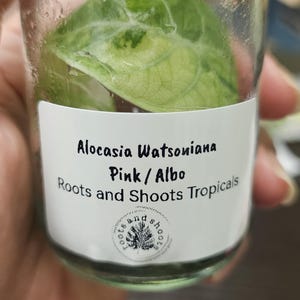 Alocasia Watsoniana Pink/Albo Tissue Culture