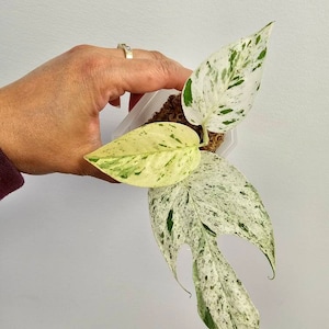 Epipremnum Pinnatum Marble
