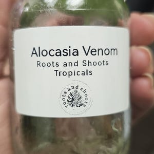 Alocasia Venom Tissue Culture