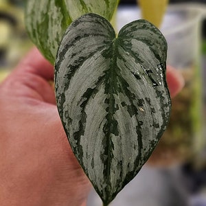 Philodendron Branditiamun