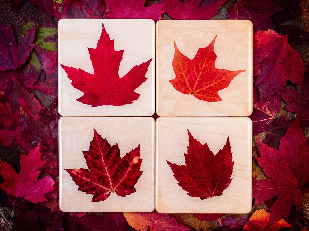 Real Maple Leaf Coaster Natural Botanical Beverage Coaster Etsy Canada