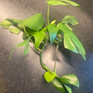 Rhaphidophora tetrasperma, Philodendron Ginny, Baby Monstera exotic fenestrations Rooted Cuttings 100% proceeds to  American Bulldog Rescue