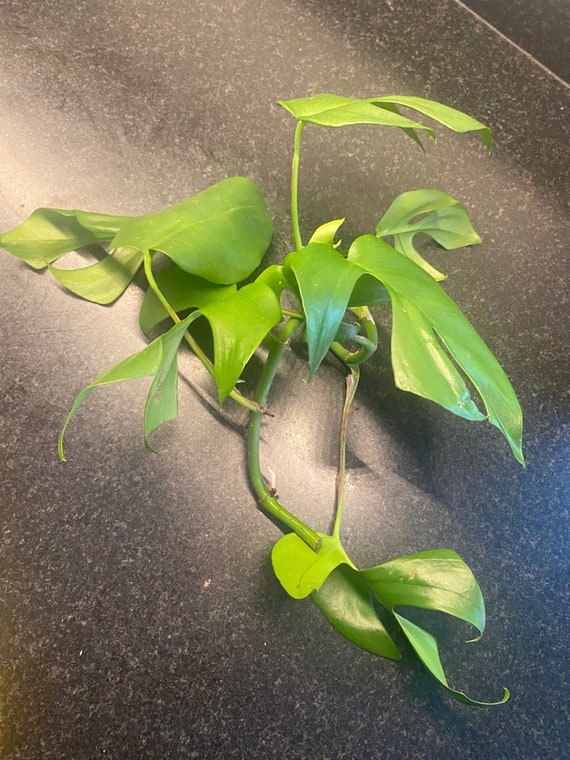 Rhaphidophora Tetrasperma, Philodendron Ginny, Baby Monstera Exotic  Fenestrations Rooted Cuttings 100% Proceeds to American Bulldog Rescue -  Etsy