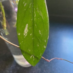 Hoya pubicalyx &#39;Splash&#39; Hoya carnosa, Flashy Flowering Vine Hoya Carnosa 100% proceeds to  American Bulldog Rescue