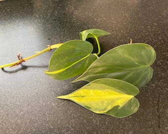 Philodendron Brasil Hederaceum rooted 4 leaf cutting.  100% proceeds to  American Bulldog Rescue