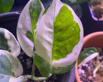 Pothos N'Joy Striking leaves, Hanging, Climbing, Rooted Cuttings. 100% to American Bulldog Rescue