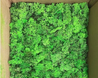 Stabilized Reindeer Moss Light Green Leftovers – 1 kg | Preserved Moss Offcuts | Craft, DIY, Terrariums, Dioramas
