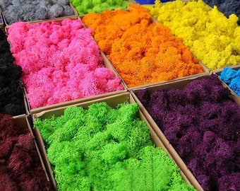 Stabilized Reindeer Moss: Multicolor Moss Art Decor, Florist DIY