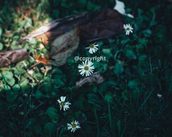 Digital Photography - Summer Daisies - Nature- 2023