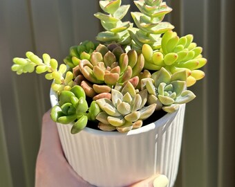 Succulent planters: perfect for gifts, mother's day, bombonieres, favours, bulk orders available