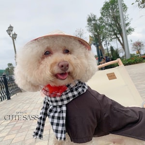 May include: A fluffy, cream-colored dog wearing a brown outfit, a black and white checkered scarf, and a conical hat. The dog is sitting on a folding chair. The text "AO DAI by CUTE SASS" is visible.