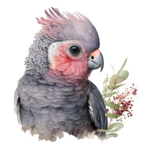 Puede incluir: Una ilustraci&oacute;n en acuarela de una cacat&uacute;a galah con plumaje suave gris y rosa, un pico gris oscuro y una cresta de plumas en la cabeza. El ave est&aacute; situada junto a un peque&ntilde;o racimo de hojas verdes de eucalipto y diminutas bayas rosadas.