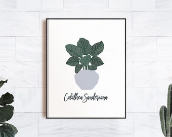 Calathea Sanderiana Pinstripe Plante Impression Minimaliste Illustration Art Décor | | d’art mural botanique Affiche