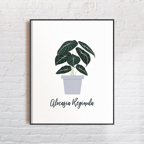 Alocasia Reginula Black Velvet Plant Minimalistic Print Illustration Decor | Botanical Wall Art | Houseplant Art | Poster