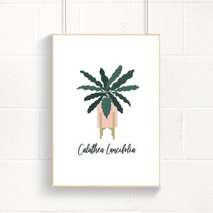 Rattlesnake Plant Minimalistic Print Illustration Art Decor | Botanical Wall Art | Houseplant Art | Poster