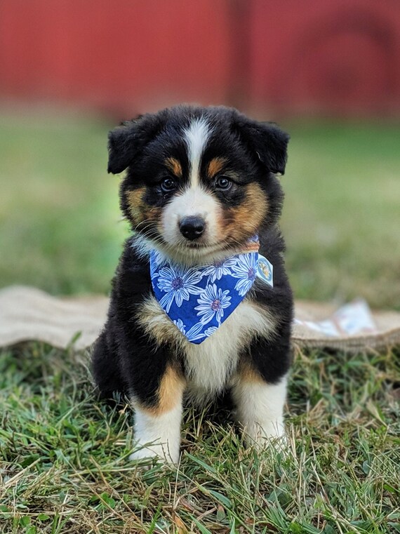 Blue Daisy Dog Bandana Etsy