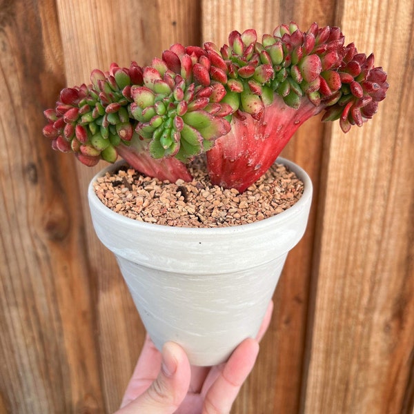 Crested Echeveria Chupa Chups | 4" pot