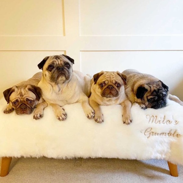 Luxury Personalised Dog Blanket