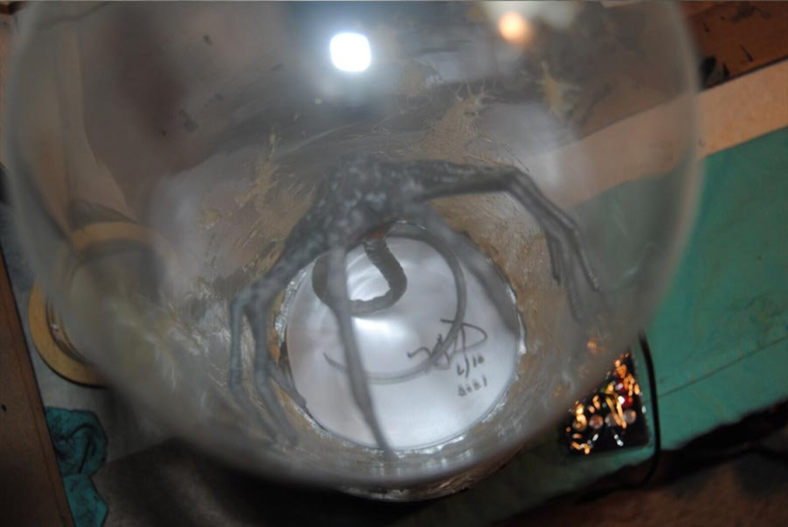 Xenomorph Aliens Facehugger Night Light Lamp Light Display Etsy