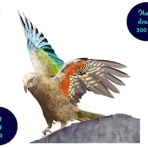 Hand drawn digital painting of the New Zealand native Kea. Digital art print, downloadable wall art, kiwiana art
