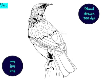 Tui dibujado a mano, una de las aves nativas de Nueva Zelanda. Descarga digital. svg, png, jpg. imágenes prediseñadas