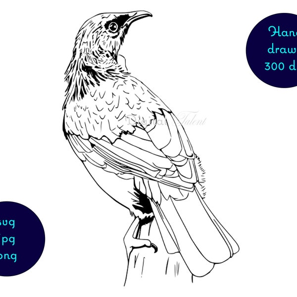 Hand drawn Tui, one of New Zealand's native birds. Digital download. svg, png, jpg. clipart