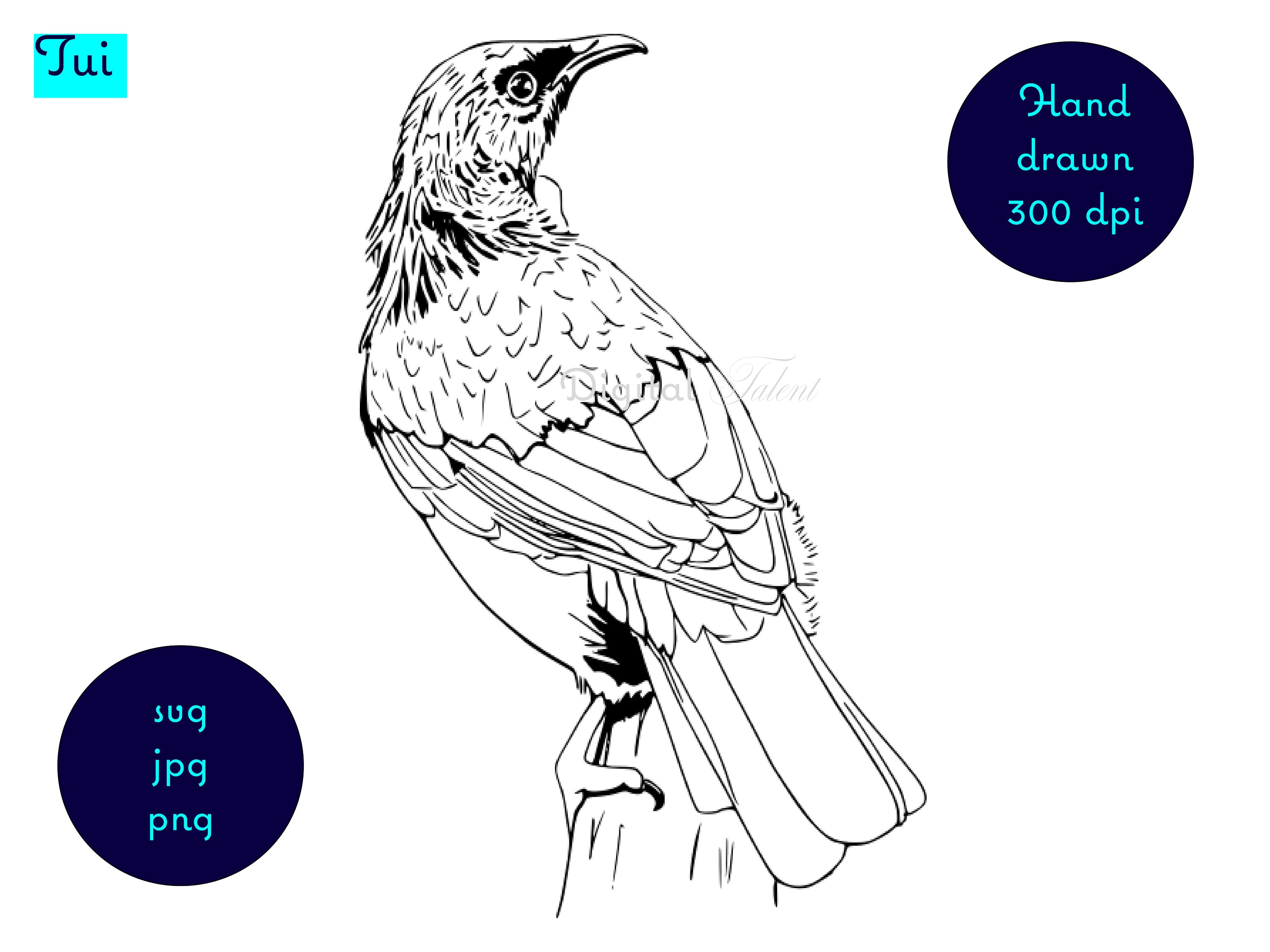 Hand Drawn Tui, One of New Zealand's Native Birds. Digital Download. Svg, Png, Jpg. Clipart Etsy