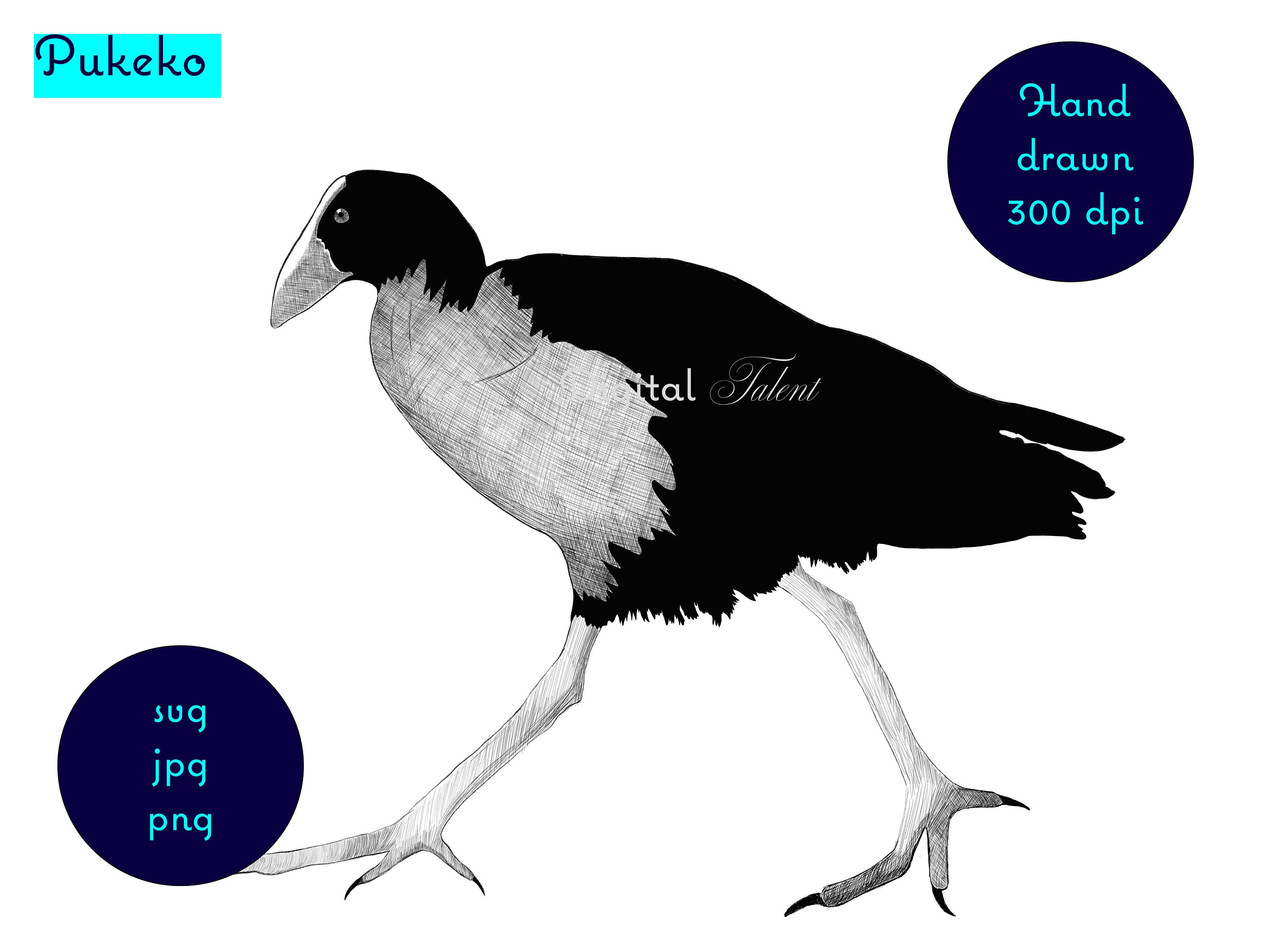 Hand Drawn Image of the New Zealand Native Pukeko (swamp Hen). Svg, Png ...