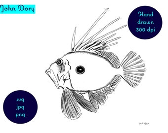 Imagen dibujada a mano de un John Dory encontrado en aguas de Nueva Zelanda. Descarga digital - svg, png, jpg archivos