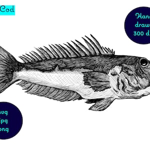 Hand drawn image of a Blue Cod fish which can be found in NZ waters. Digital download - svg. png. jpg files.