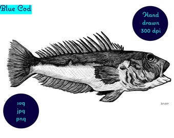 Imagen dibujada a mano de un pez de bacalao azul que se puede encontrar en aguas de Nueva Zelanda. Descarga digital - svg. png. jpg archivos.