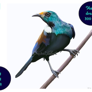Hand drawn digital painting of the New Zealand native Tui. Digital art print, downloadable wall art, kiwiana art