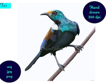 Pintura digital dibujada a mano del nativo de Nueva Zelanda Tui. Impresión de arte digital, arte mural descargable, arte kiwiana