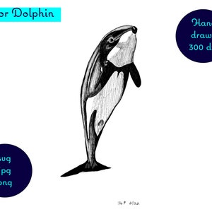 Può includere: Disegno in bianco e nero di un delfino di Hector che salta fuori dall'acqua. Il disegno è fatto a mano e ha una risoluzione di 300 dpi. L'immagine è disponibile nei formati .svg, .jpg e .png.