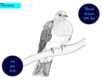 Imagen dibujada a mano de la paloma de madera nativa de Nueva Zelanda (Kereru). svg, png, jpg. Descarga digital, clipart, diseño
