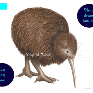 Hand drawn digital painting of the native NZ kiwi. Digital wall art print. Kiwi clipart. Kiwiana art