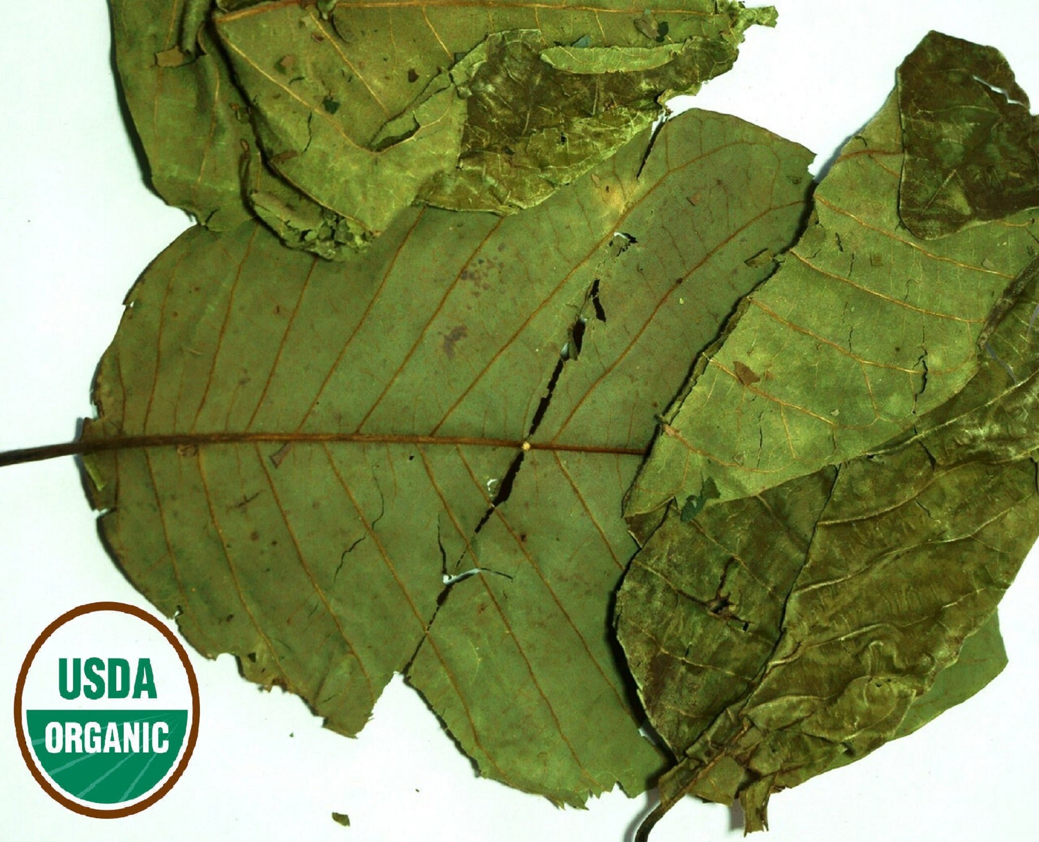 HOJA DE GUANÁBANA Ecológica HOJA DE GRAVIOLA / Hojas Secas Etsy España