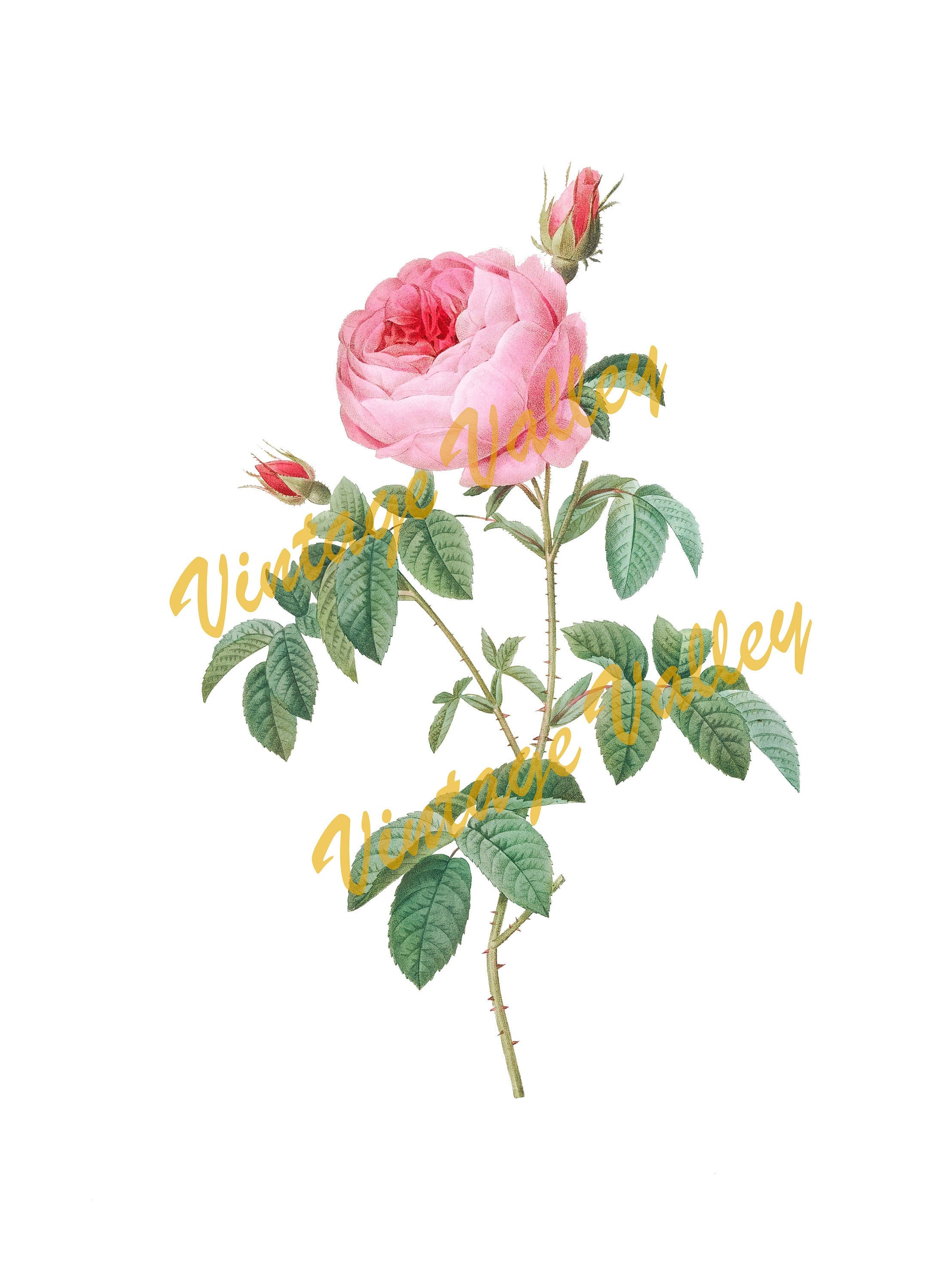 Victorian Rose Drawing