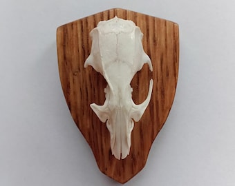 May include: A mounted animal skull on a wooden plaque. The skull is off-white and detailed, with visible sutures and bone structure. The plaque is shield-shaped, made of wood with a warm, brown tone and visible grain.