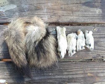 Hermosas colas y patas de coyote secas