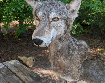Taxidermied Coyote Pedestal